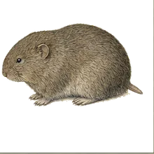 Montane Vole