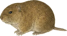 Prairie Vole