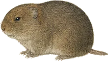 Meadow Vole