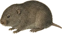 Jalapan Pine Vole