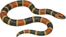 Western Coral Snake