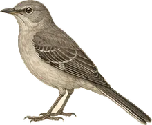 Northern Mockingbird