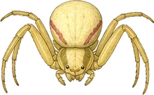 Goldenrod Crab Spider