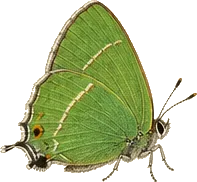 Olive Hairstreak