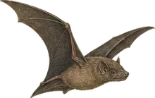 Velvety Free-tailed Bat