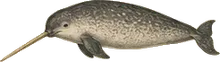 Narwhal