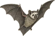 Ghost-faced Bat