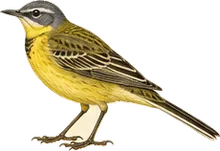 Eastern Yellow Wagtail