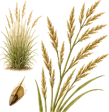 Deergrass