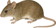 House Mouse