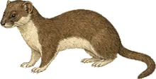 Amazon Weasel