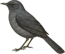 Puaiohi