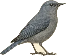 Townsend's Solitaire