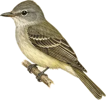 Ash-throated Flycatcher