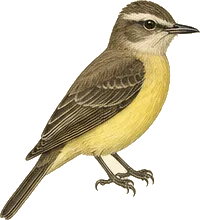 Sulphur-bellied Flycatcher