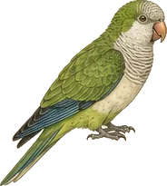 Monk Parakeet