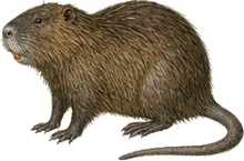 Nutria