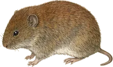 Southern Red-backed Vole
