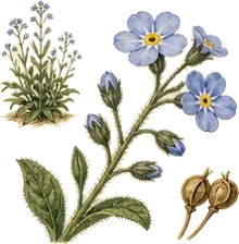 Small Forget-me-not