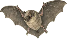 Gray Myotis