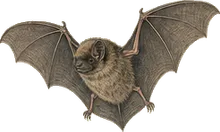 Indiana Bat
