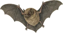 Fringed Myotis