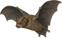 Cave Myotis