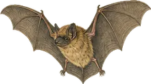 Long-legged Myotis