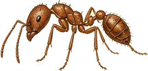 European Fire Ant