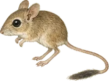 Woodland Jumping Mouse