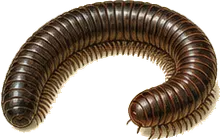 American Giant Millipede