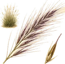 Purple Needlegrass