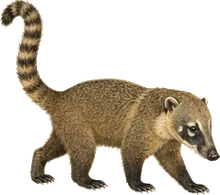 Isla Cozumel Coati