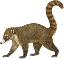 White-nosed Coati