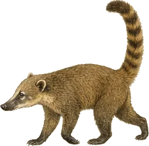 South American Coati
