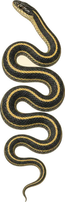 Western Ribbonsnake