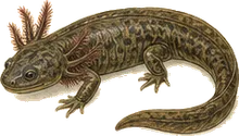 Mudpuppy