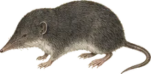 Pacific Marsh Shrew