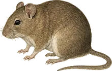 Eastern Woodrat