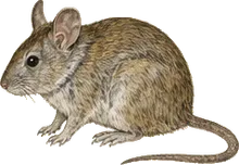 Mexican Woodrat
