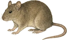 Nelson's Woodrat
