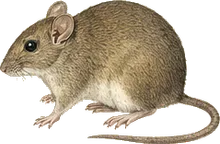 Sonoran Woodrat