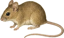 Volcano Mouse
