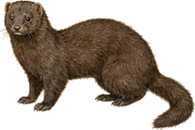 American Mink