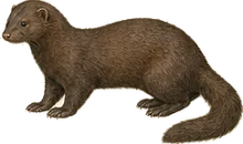 Atlantic Mink