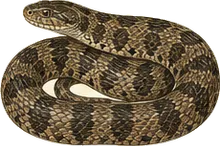 Diamond-backed Watersnake