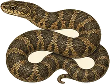 Common Watersnake