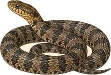 Brown Watersnake