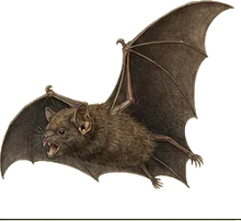Greater Bulldog Bat