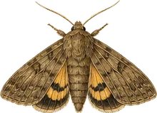 Large Yellow Underwing